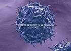 人CD4+CD25+调节性T细胞分选试剂盒