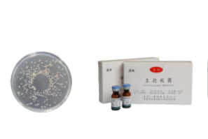 菌珠(即用型定量工作菌株)
