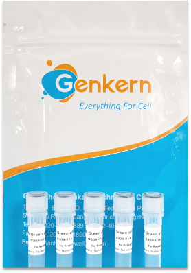 2xSYBR Green qPCR Mix