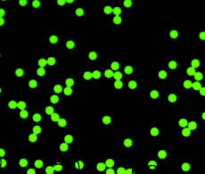 绿色荧光微粒溶液