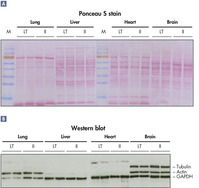 从动物组织中纯化DNA，具有可重复性。